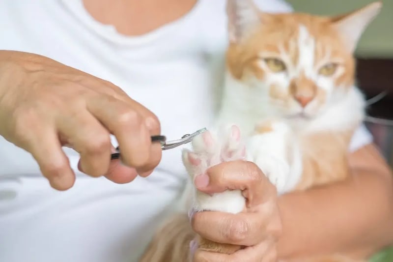 View of How to Cut Cat Nails & Other Cat Nail Care Tips
